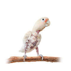 Tanimbar corella or Goffin's cockatoo on white