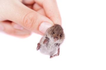 Common Vole, 3 weeks old, on white