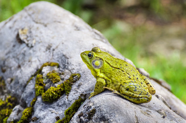 Frog on Rock