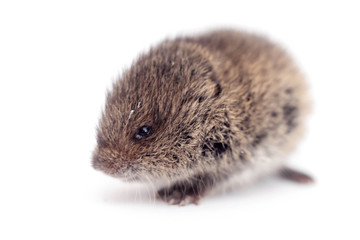 Common Vole, 3 weeks old, on white