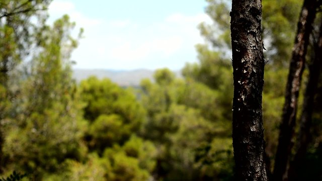 pinos y cielo