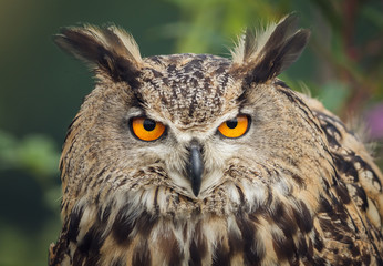 Eagle owl stare