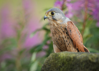 Common kestrel