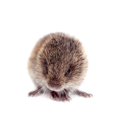 Common Vole, 3 weeks old, on white