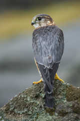 Merlin, perched on a mossy rock