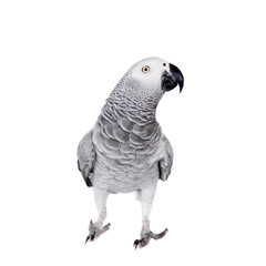 African Grey Parrot, isolated on white background