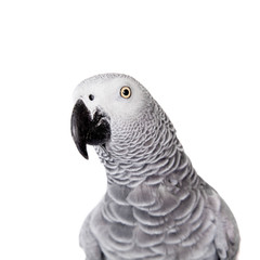 African Grey Parrot, isolated on white background