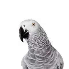 Foto op Canvas African Grey Parrot, isolated on white background © Farinoza