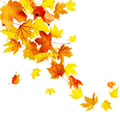 Autumn falling leaves isolated on white background