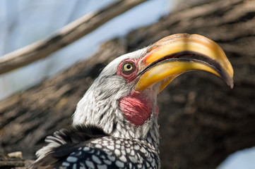 Yellow hornbill