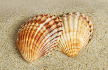 Fototapeta na wymiar Two shells.