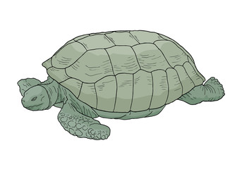 Turtle cartoon