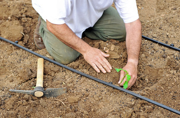 Agricultor sembrando pimientos