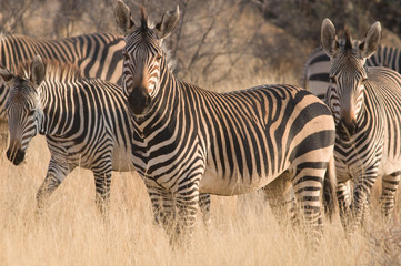 Fototapeta na wymiar Zebras in Etosha