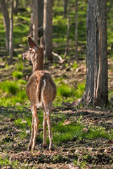 White-Tailed Deer (Odocoileus virginianus) Stands with Back to V