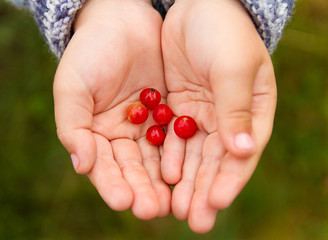 children's hands with berries © perfectlab
