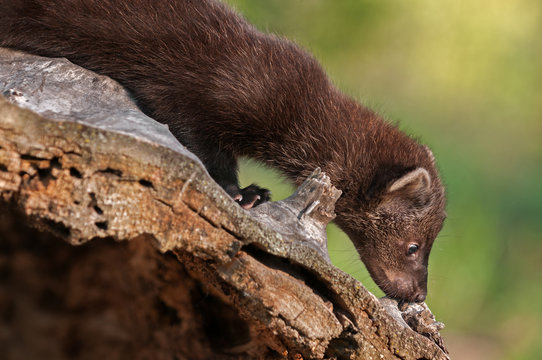 Young Fisher (Martes pennanti) Sniffs Log