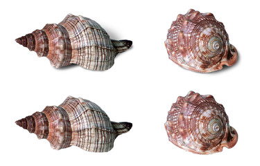 Shell