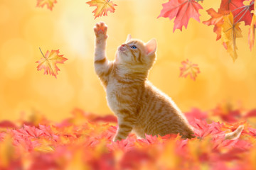 Herbstkatze, Hebrstkätzchen