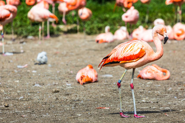 The pink Caribbean flamingo.