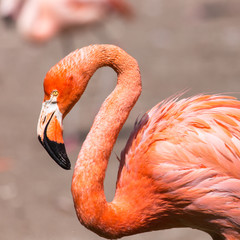 The pink Caribbean flamingo.