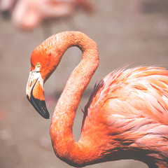 The pink Caribbean flamingo.