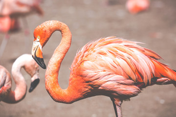 The pink Caribbean flamingo.