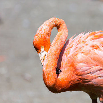The pink Caribbean flamingo.