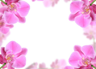Fototapeta na wymiar cadre d'orchidées