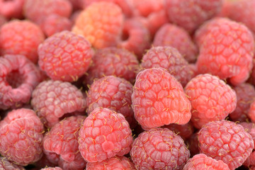 Freshly picked raspberries