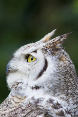 owl