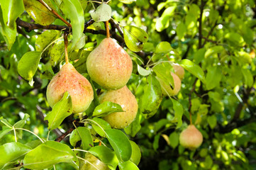 pears on the tree branches