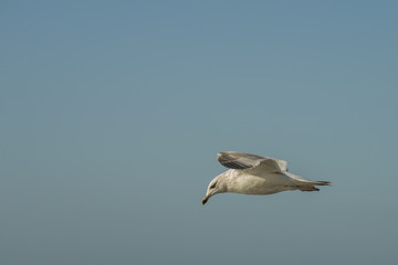 Flying Seagull