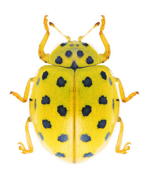 Beetle Ladybird Psyllobora vigintiduopunctata