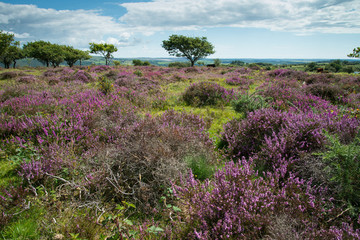 heather  on Moorland in British National Park