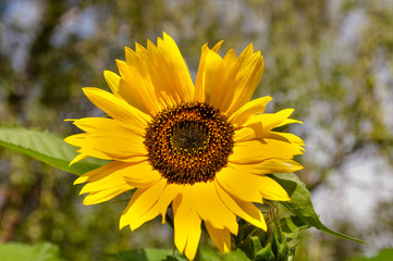 sunflower