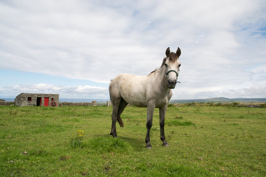Pferdekoppel-Irland
