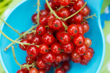 Rote Johannisbeeren