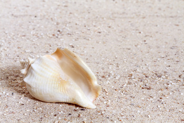 Shells on sandy beach