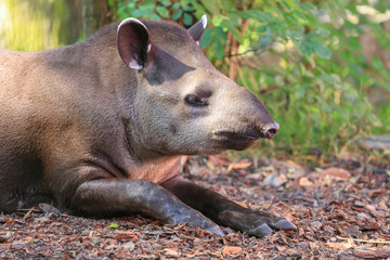 Tapir © Rochu_2008