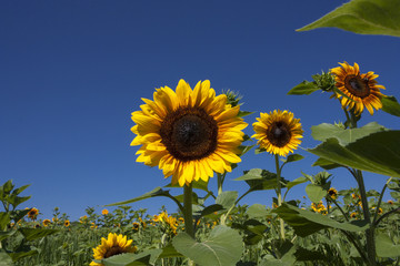 Yellow sunflowers against blue sky