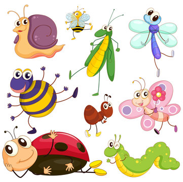 Different insects