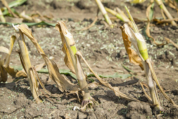 Silage corn maize green stems cut on field