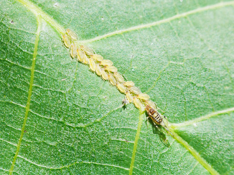 aphids group on leaf close up