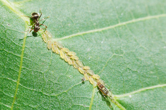 ant grazing aphids herd on leaf