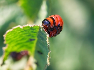 larva of colorado potato beetle eats potatoes