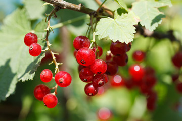 red currant berries close under green leaves