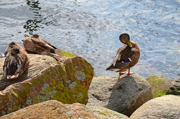 Stockenten
