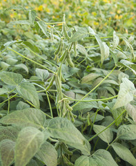 Fototapeta premium Green soybean plants close-up shot, mixed organic and gmo