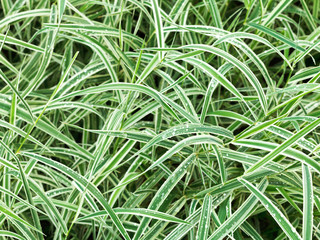 natural background from wet green leaves of Carex - obrazy, fototapety, plakaty